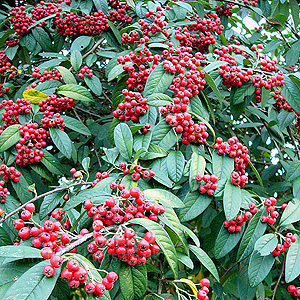 Cotoneaster frigidus | Plants of the Month December